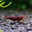 shrimpboi783