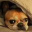 Oggy.Ltd