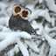 SNow_oWl