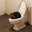 raccoon on the toilet