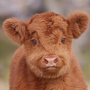 Juno the Fiendly Cow