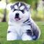 Mr. Siberian Husky  dog TH