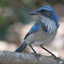 AngryScrubJay