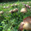 undercovermushroom