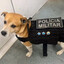 cachorro policia da silva sauro
