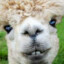 lama