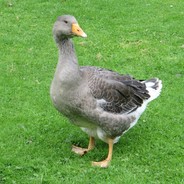 Male Goose