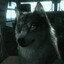 Diamond Dog/ttv.vitothevillain