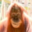 Frightening Orangutan