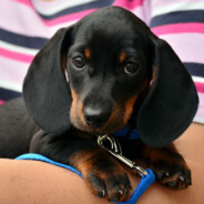 不愧是姐姐大人