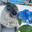 sealflower