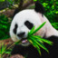 Panda!