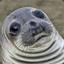 DerpSeal