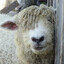 YN Sheep