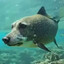 Dogfish