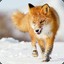 The Fox Kofo