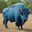 bigbluebuffalo149