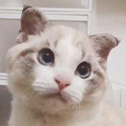 阿菲