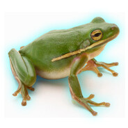 NukaFrog avatar