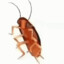felipe