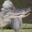 Allahgator