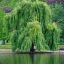 Willow Tree