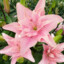 Lillie