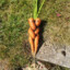 carrotka