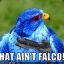 Falco&gt;Foxco