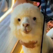 The invincible black boss