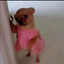 Mary Puppins