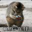 Fat Cat
