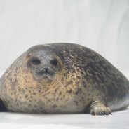 fat stupid seal