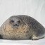 fat stupid seal