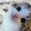 mao mao