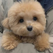 国家反诈app提醒您，小心队友残甲骗局