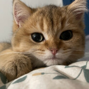 法外狂徒喜羊羊