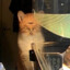 Sippin_Dew