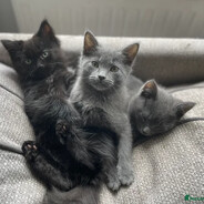 DjoMla - steam id 76561199037891849