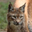 bobcat