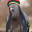 The Rasta Pigeon