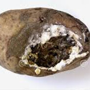 BrainDead Potato
