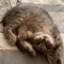 КОШАЧЬЯ ЖОПКА