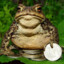 ScaryToad