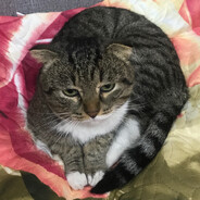 Bogatov - steam id 76561198826935107