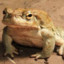 moistytoad