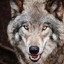 WOLVEN