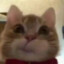 猫尼C