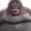 Stinky Monkey