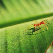Ant